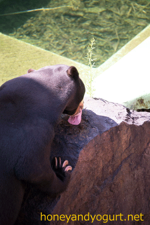 東山動物園　マレーグマ　マー君