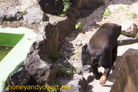 東山動物園　マレーグマ　マー君