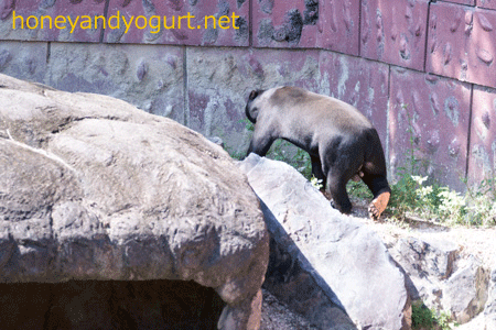 東山動物園　マレーグマ　マー君