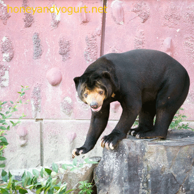 東山動物園　マレーグマ　マー君