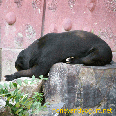 東山動物園　マレーグマ　マー君