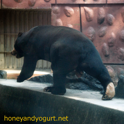 東山動物園　マレーグマ　マー君