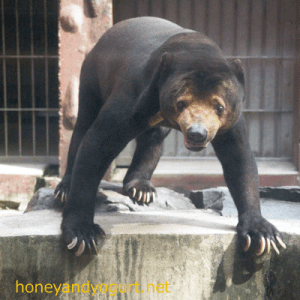 東山動物園　マレーグマ　マー君