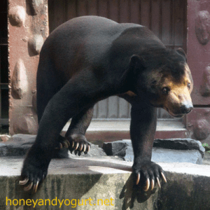 東山動物園　マレーグマ　マー君