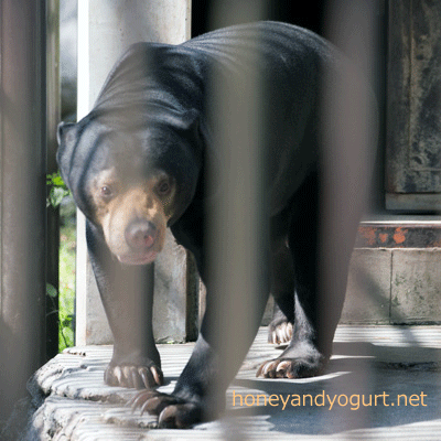 愛媛県　とべ動物園　マレーグマ　シャイン