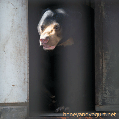 愛媛県　とべ動物園　マレーグマ　シャイン
