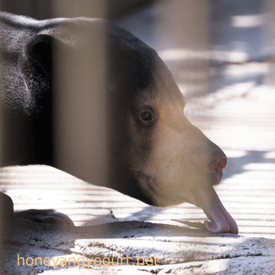 愛媛県　とべ動物園　マレーグマ　シャイン
