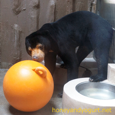 東山動物園 マレーグマ マーチン