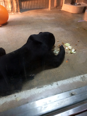 東山動物園 マレーグマ マーチン