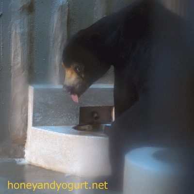 東山動物園 マレーグマ マーチン