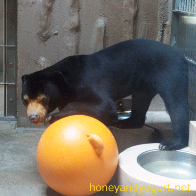 東山動物園 マレーグマ マーチン
