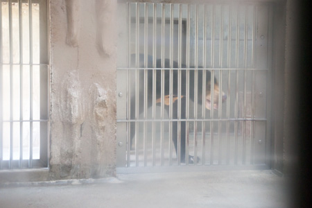 東山動物園 マレーグマ マーチン