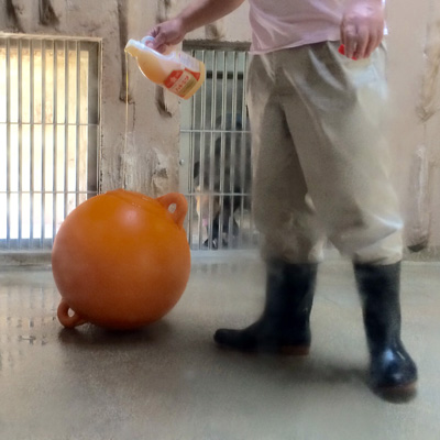 東山動物園 マレーグマ舎