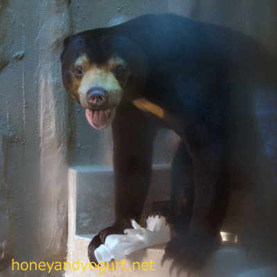 東山動物園 マレーグマ マーチン