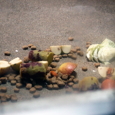 東山動物園 マレーグマ舎