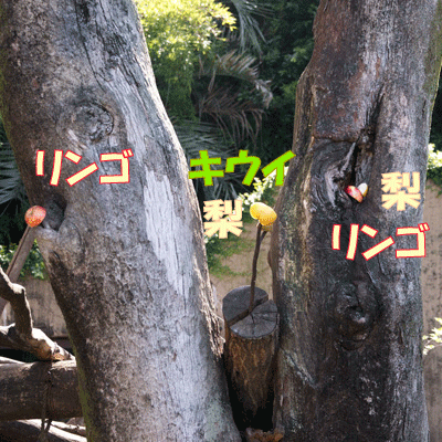 上野動物園 マレーグマ舎