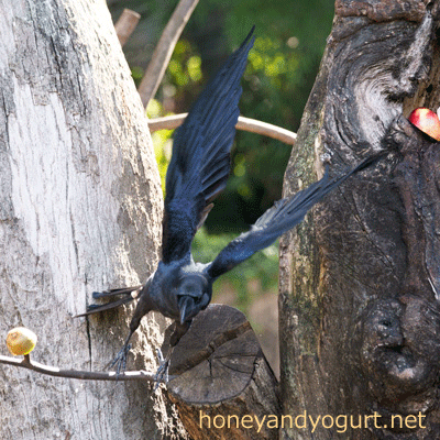 上野動物園 マレーグマ舎