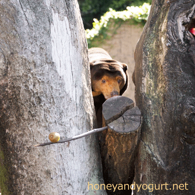 上野動物園 マレーグマ舎