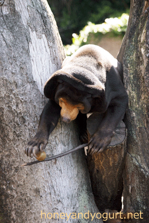 上野動物園 マレーグマ キョウコ