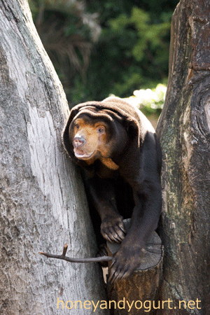 上野動物園 マレーグマ キョウコ