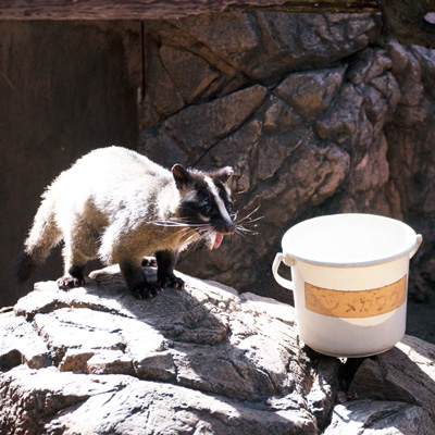 上野動物園 マレーグマ舎