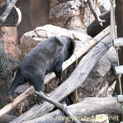上野動物園 マレーグマ キョウコ