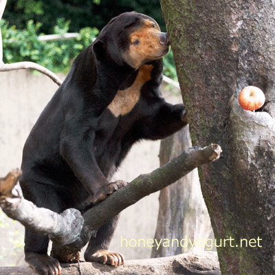 上野動物園 マレーグマ キョウコ