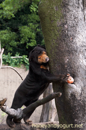上野動物園 マレーグマ キョウコ