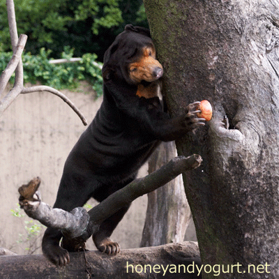 上野動物園 マレーグマ キョウコ