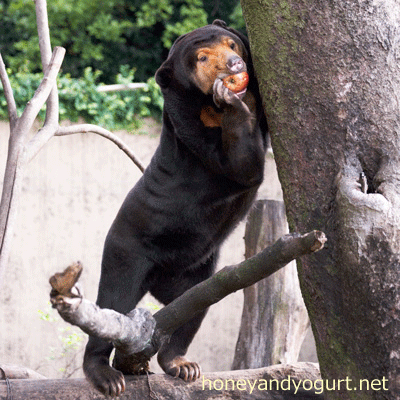 上野動物園 マレーグマ キョウコ