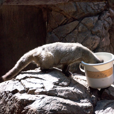 上野動物園 マレーグマ舎