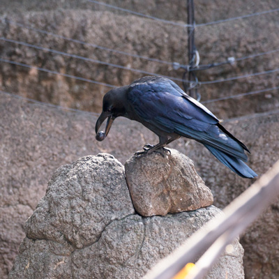 上野動物園 マレーグマ舎