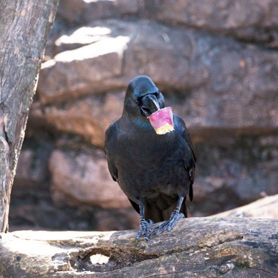 上野動物園 マレーグマ舎