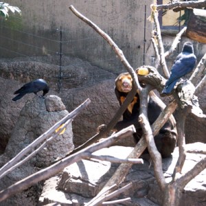 上野動物園 マレーグマ舎