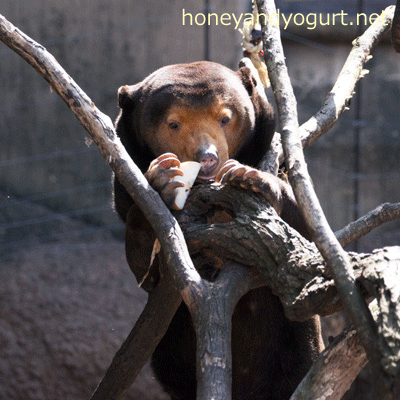 上野動物園 マレーグマ キョウコ