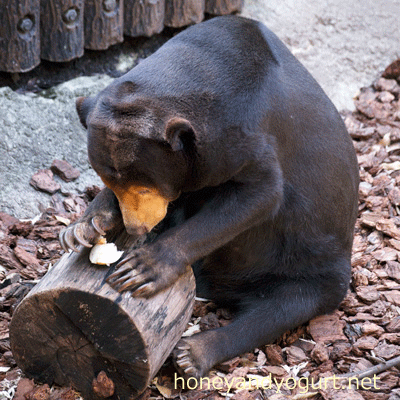 上野動物園 マレーグマ キョウコ