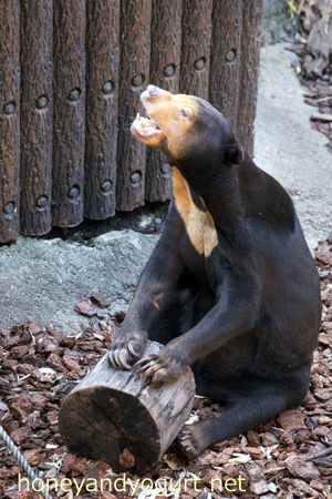 上野動物園 マレーグマ キョウコ