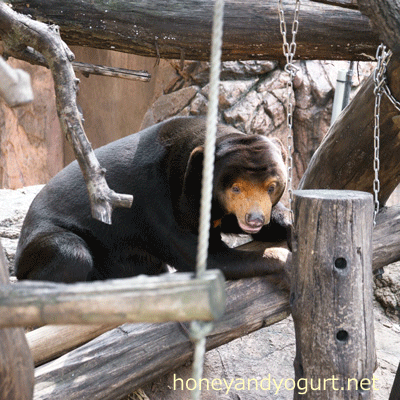 上野動物園 マレーグマ キョウコ