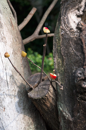 上野動物園 マレーグマ舎