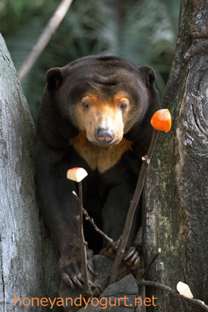 上野動物園 マレーグマ キョウコ