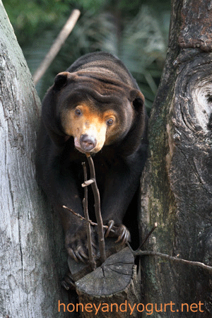 上野動物園 マレーグマ キョウコ