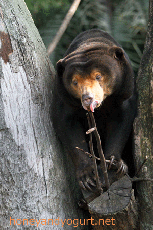 上野動物園 マレーグマ キョウコ