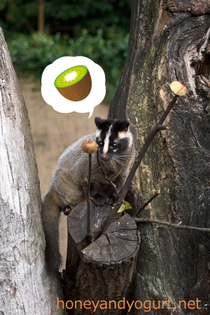 上野動物園 マレーグマ舎