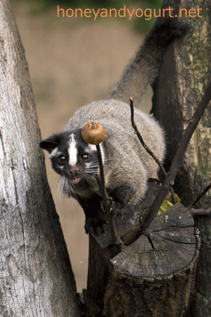 上野動物園 マレーグマ舎