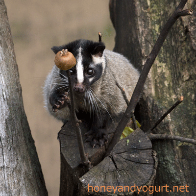 上野動物園 マレーグマ舎