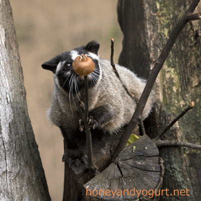 上野動物園 マレーグマ舎