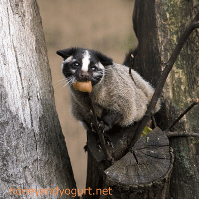 上野動物園 マレーグマ舎