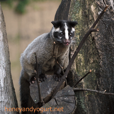 上野動物園 マレーグマ舎