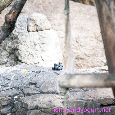 上野動物園 マレーグマ舎