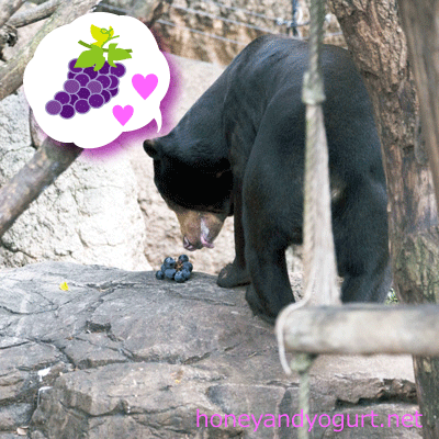 上野動物園 マレーグマ アズマ